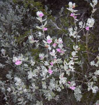 Image de Leucophyllum frutescens (Berl.) I. M. Johnston