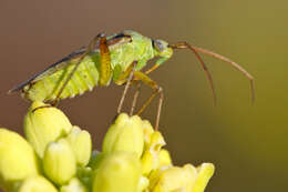 Image of Lygus rugulipennis Poppius 1911