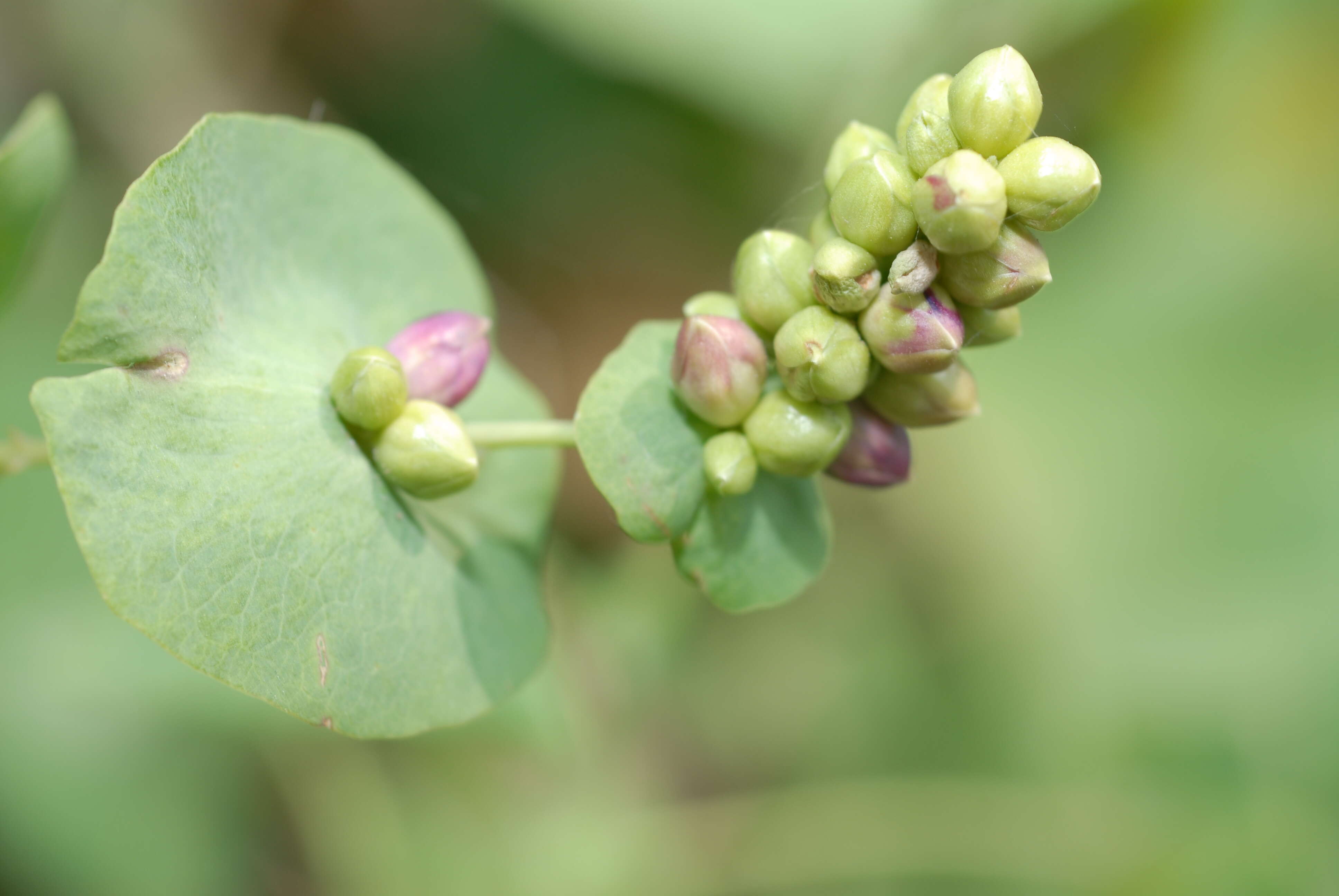 Image of Pinkweeds