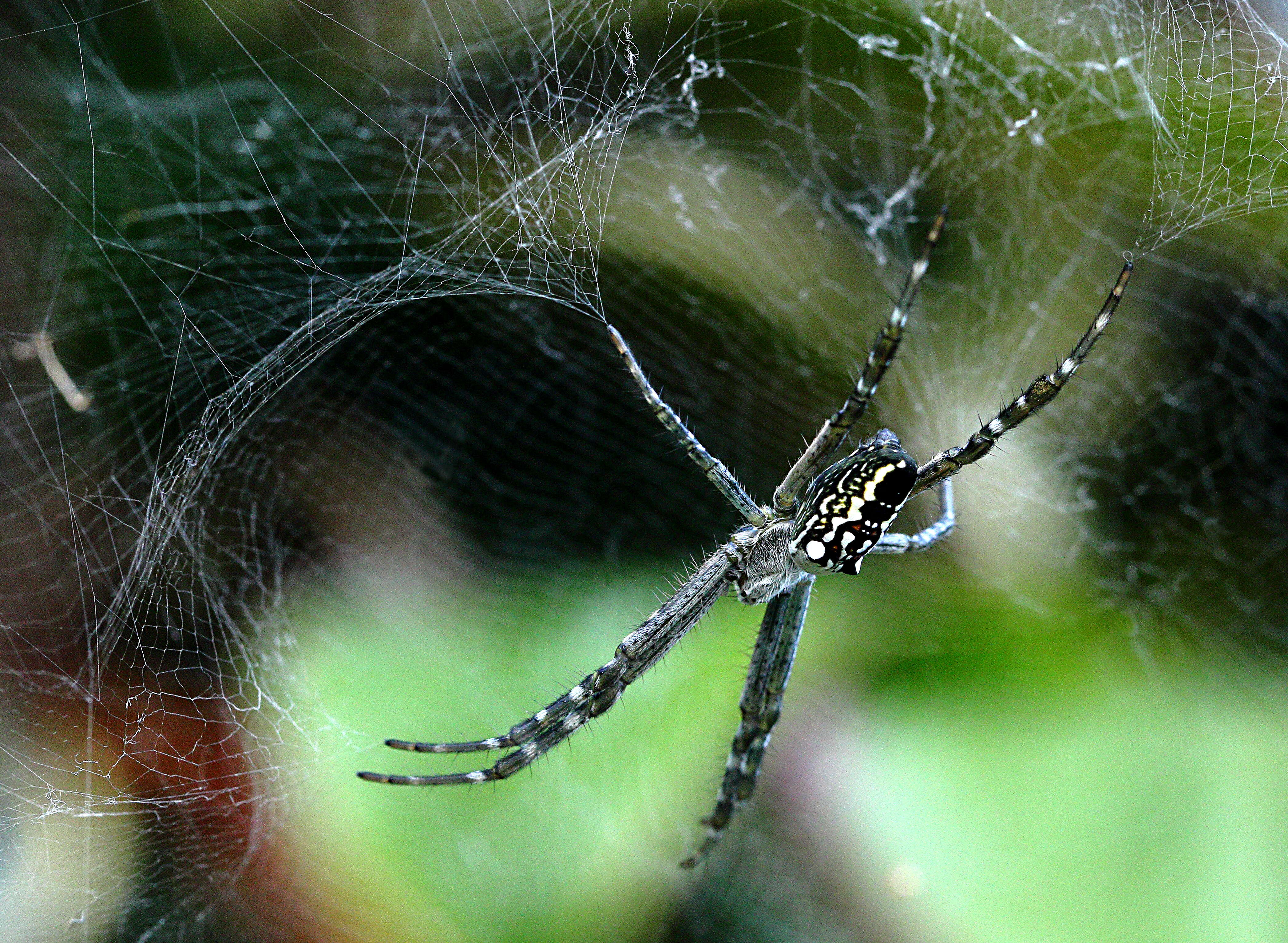 Imagem de Cyrtophora moluccensis (Doleschall 1857)