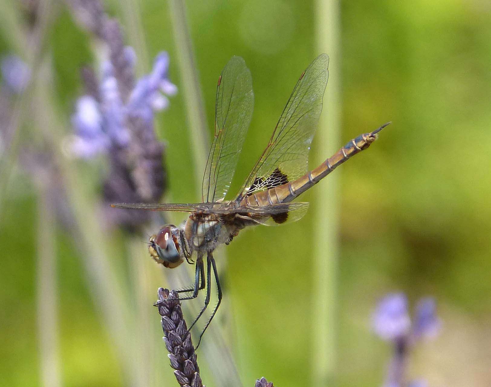 Image of Saddlebags gliders