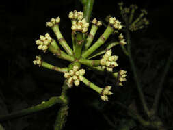 Image of Dendropanax sessiliflorus (Standl. & A. C. Sm.) A. C. Sm.