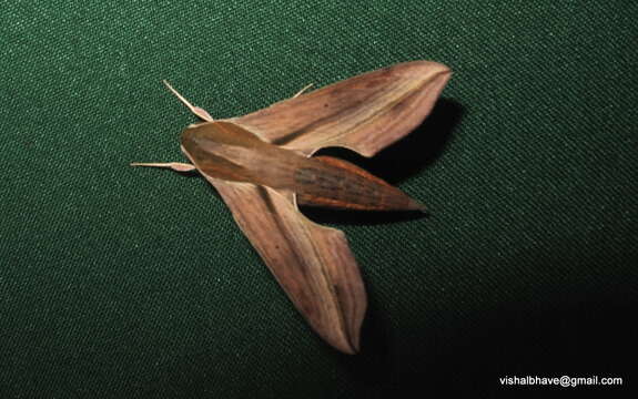 Image of Yam hawk moth