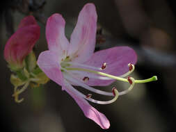 Image of pinkshell azalea