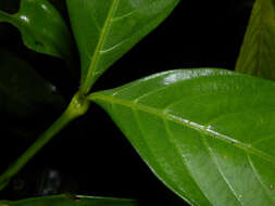 Image of Psychotria tenerior (Cham.) Müll. Arg.