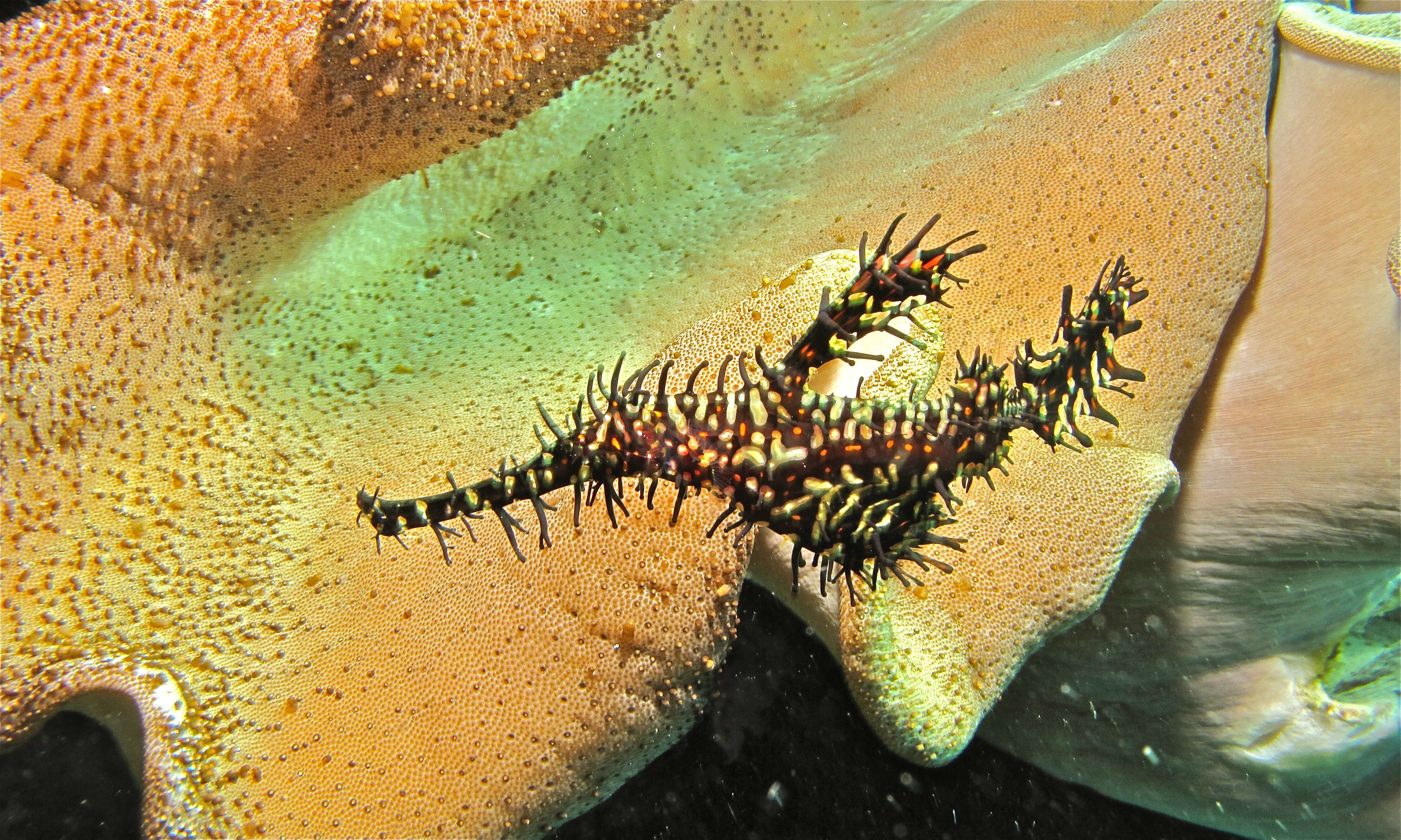 Image of ghost pipefishes