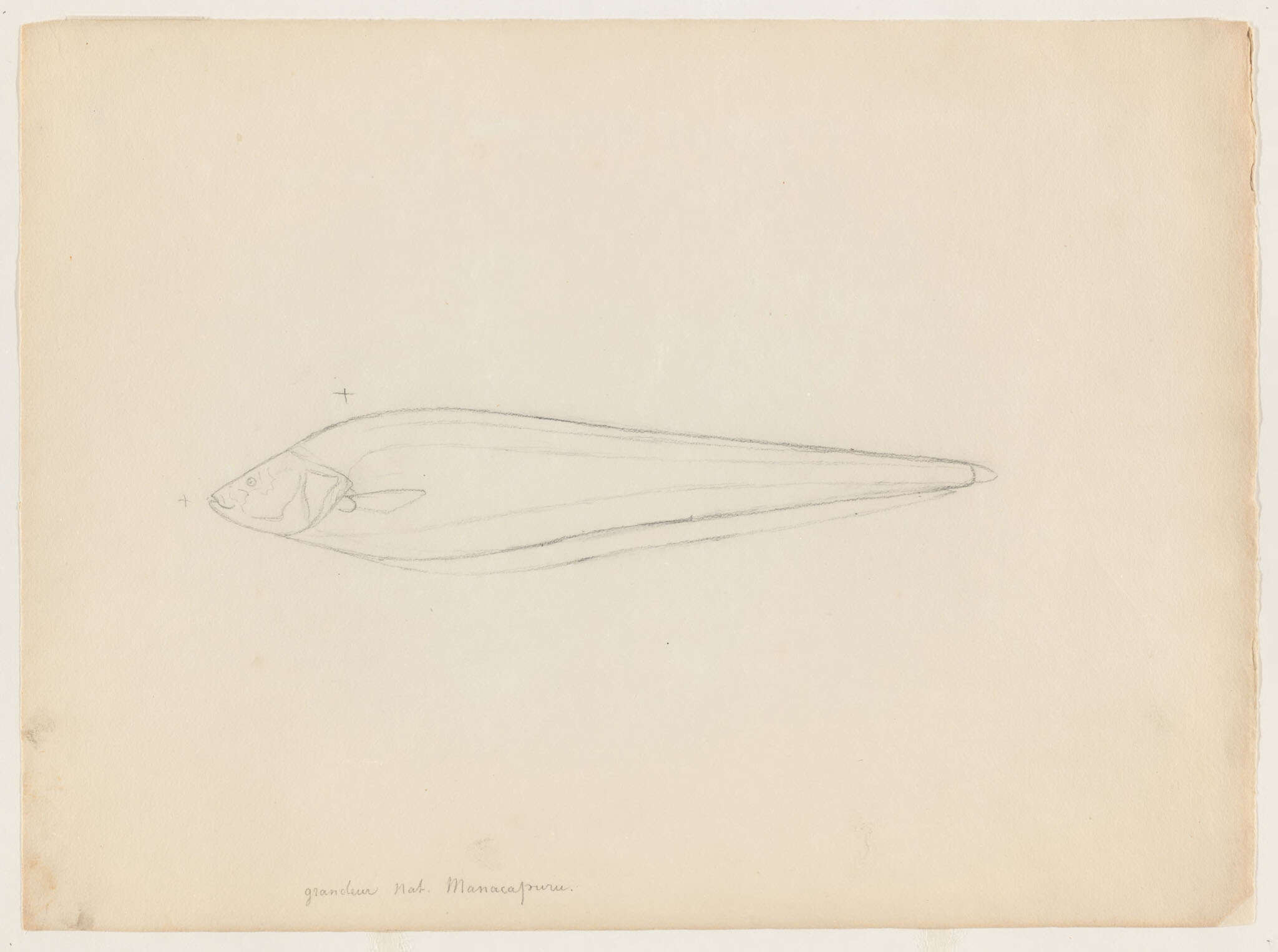 Image of ghost knifefishes