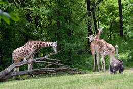 Image of Giraffes