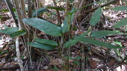 Image of Monotagma plurispicatum (Körn.) K. Schum.