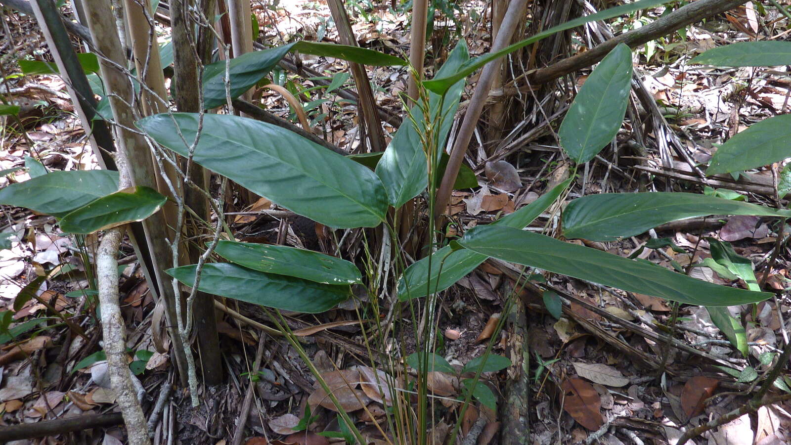 Image of Monotagma plurispicatum (Körn.) K. Schum.