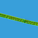 Image of Docidium baculum