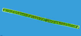 Image of Docidium baculum