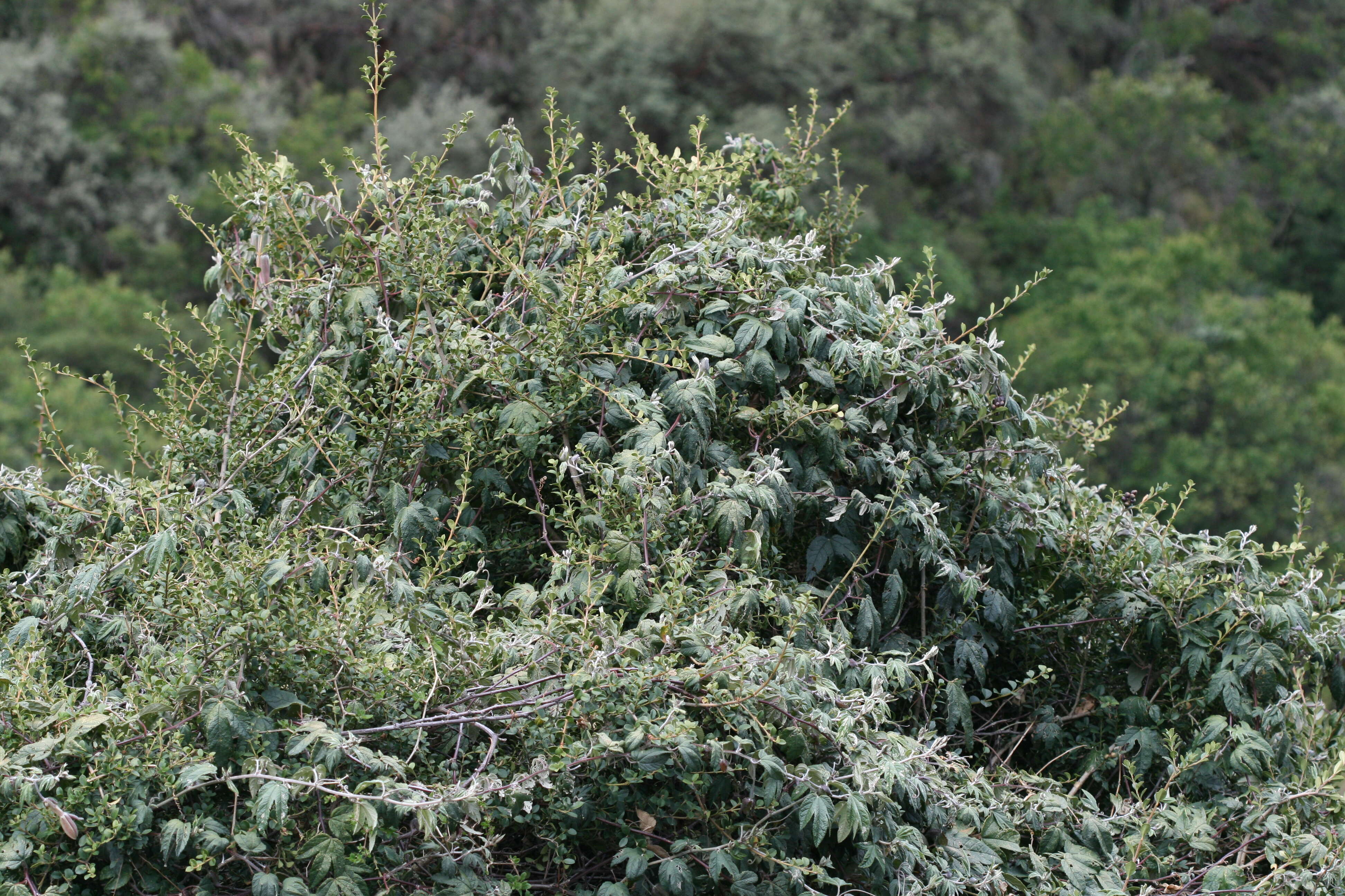 Image of Passiflora pinnatistipula Cav.