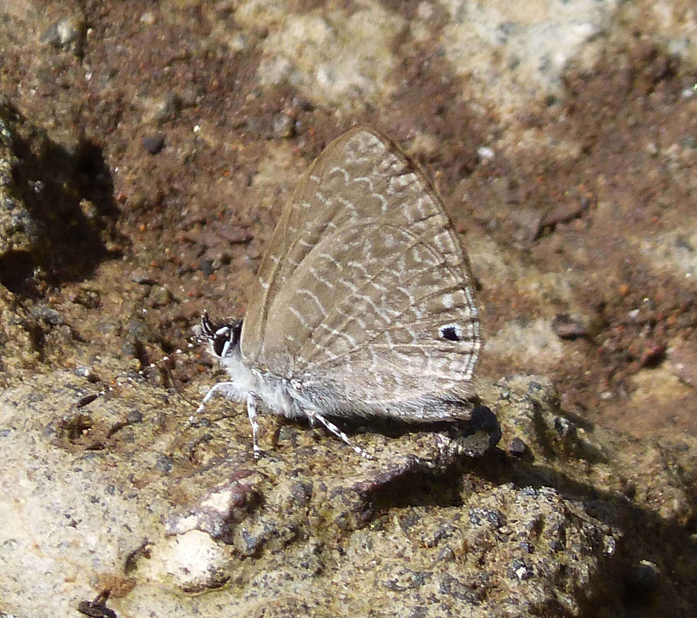 Polyommatinae resmi