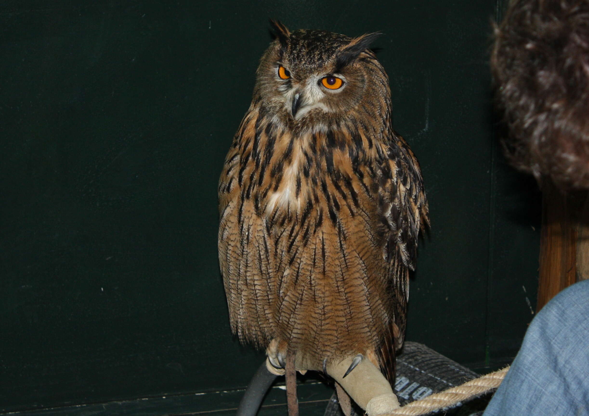 Image of Iberian Eagle-owl