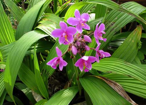 Imagem de Spathoglottis plicata Blume