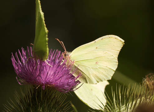 Image of Brimstones