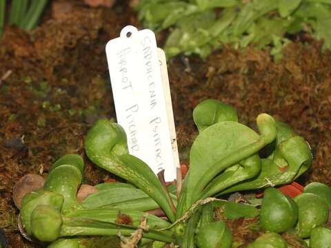 Image of parrot pitcherplant