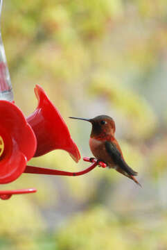 Image of Rufous Hummingbird