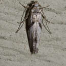 Image of Stripe-backed Moth