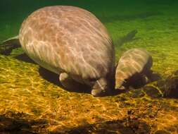 Image of manatees