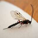 Image of Parasitoid wasp