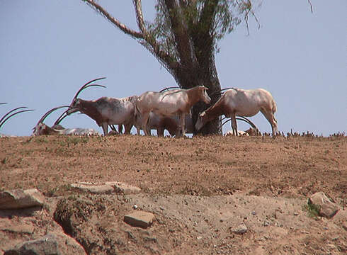 Image of Scimitar-horned Oryx