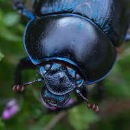 Image of Dor beetle