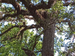 Image of Southern Live Oak