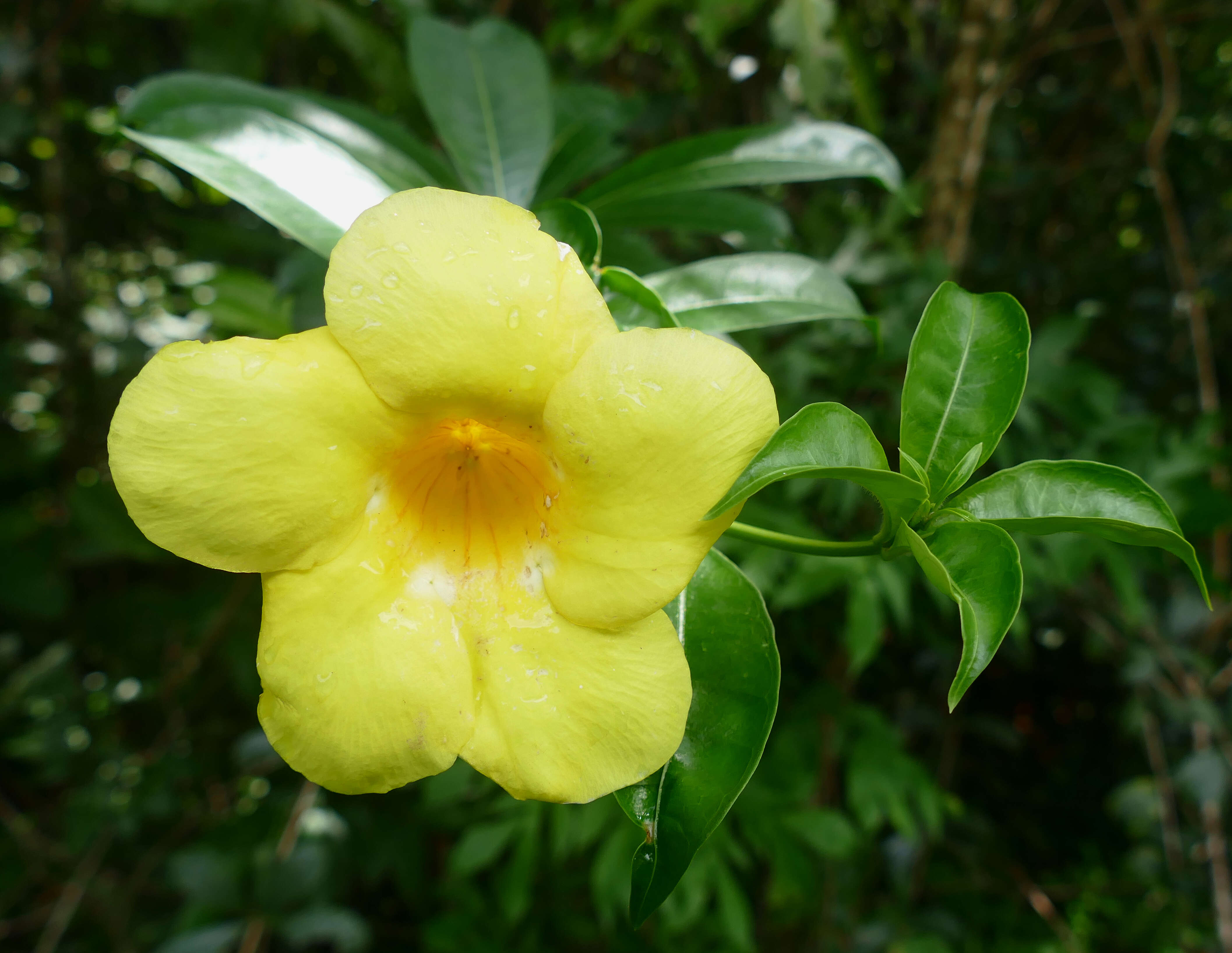 Image of Golden Trumpet or Buttercup Flower