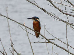 Image of Alcedo Linnaeus 1758