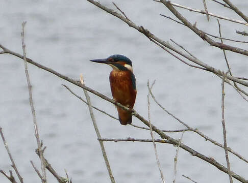 Image of Common Kingfisher