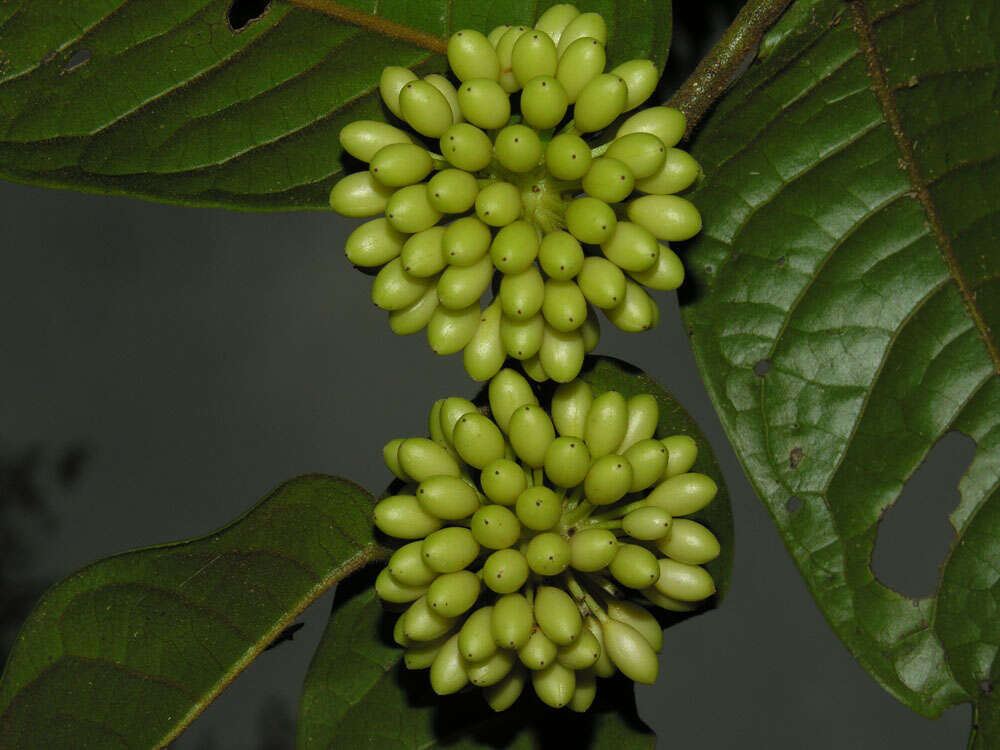 Image of Guatteria pudica N. Zamora & Maas