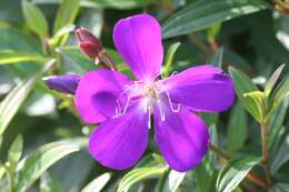 Imagem de Tibouchina urvilleana (DC.) Cogn.