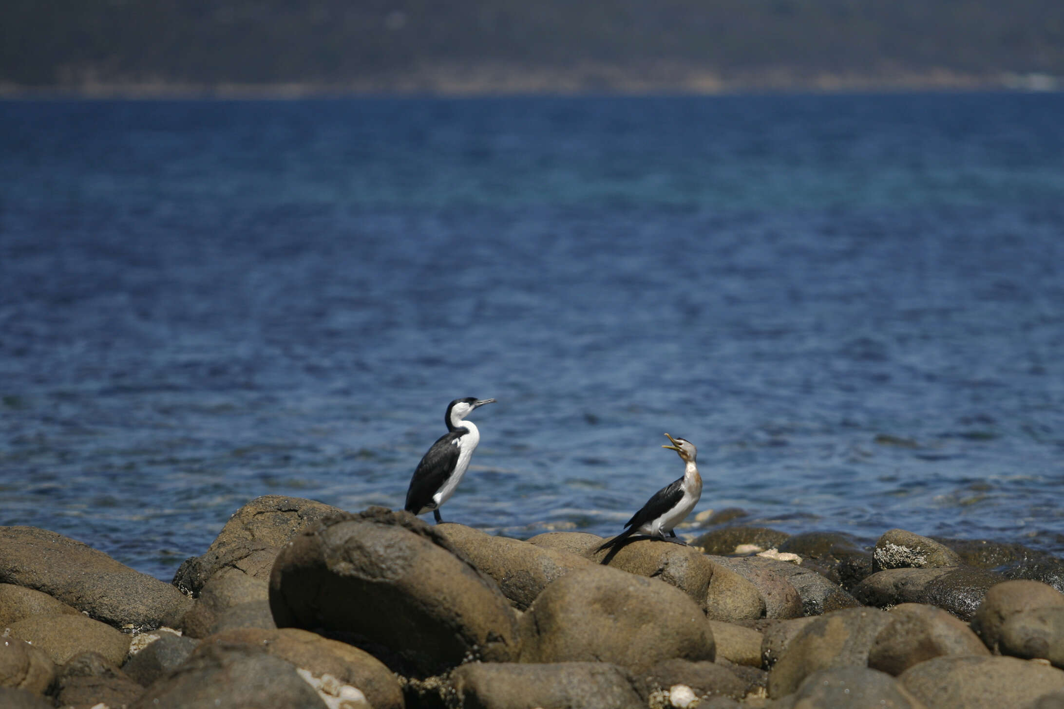 Image of Black-faced Cormorant