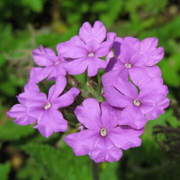 Image of South American mock vervain