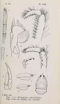Image of Uroptychus Henderson 1888