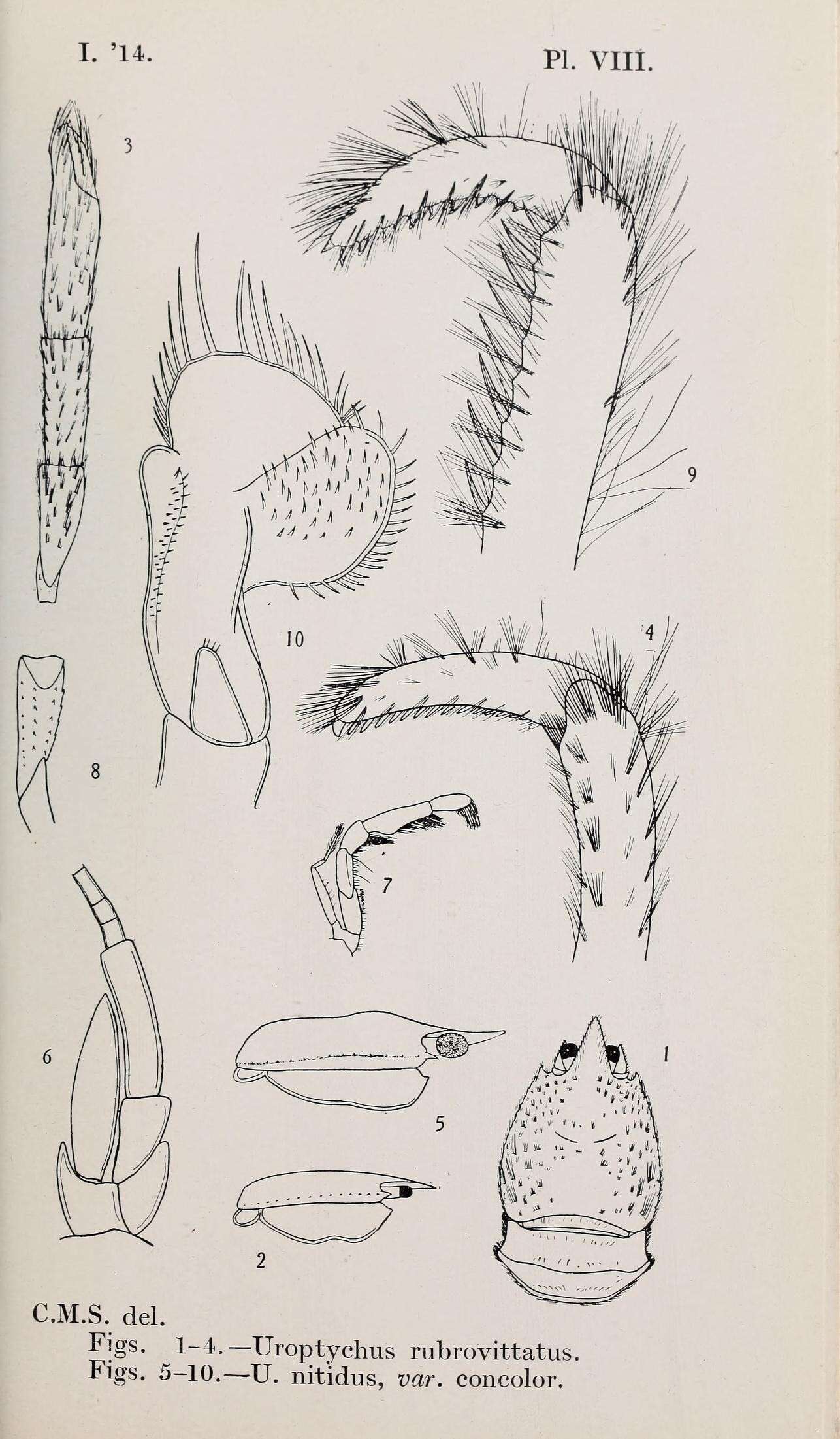 Image de Chirostyloidea Ortmann 1892