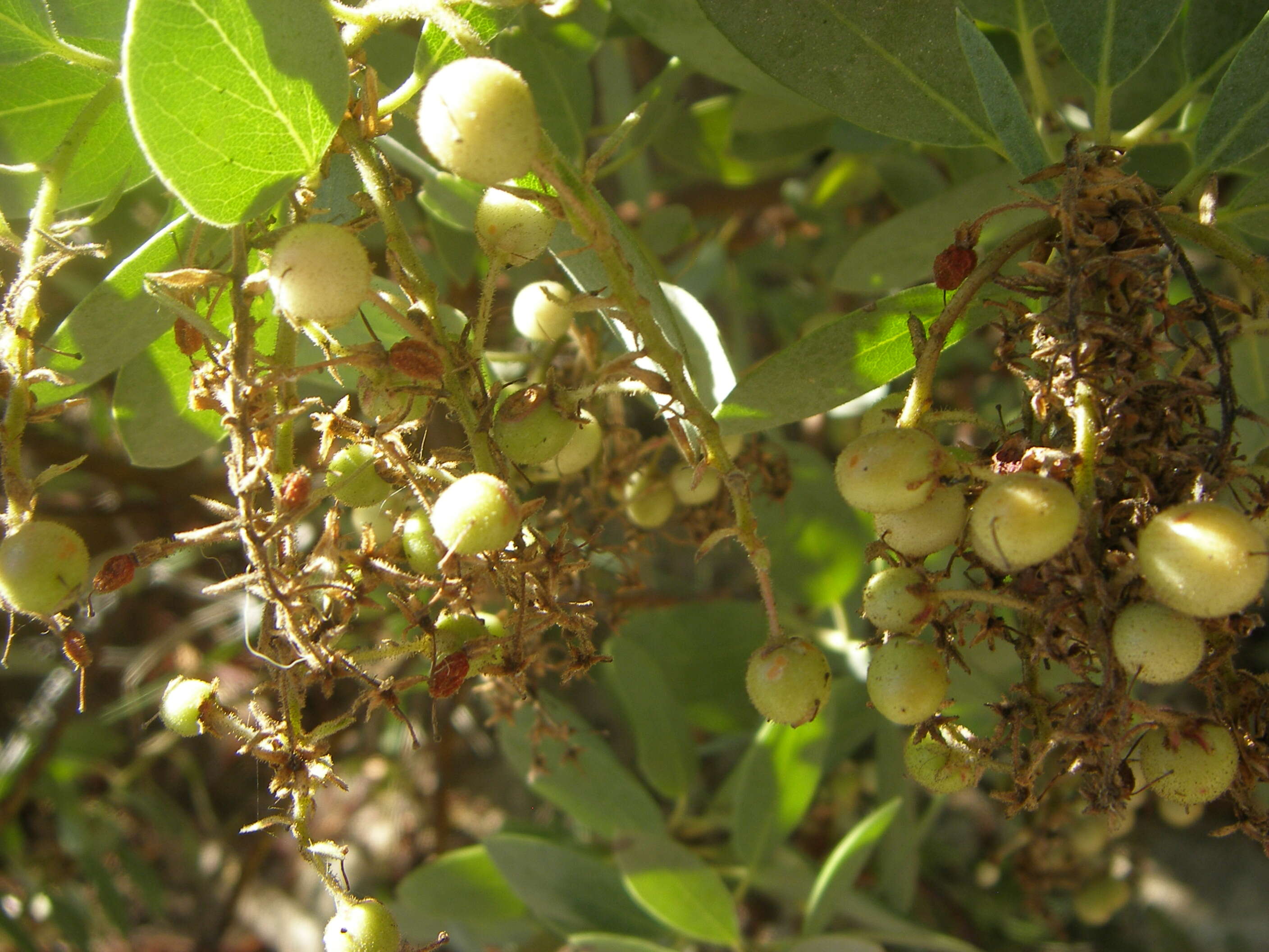 Image of madrone