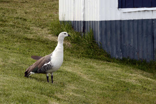 Image of magellan goose, upland goose