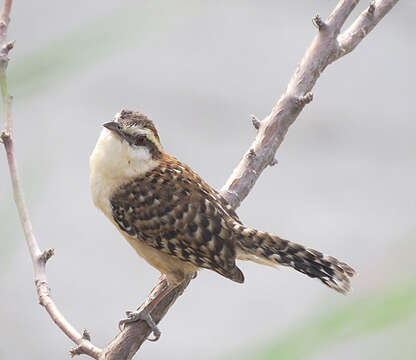 Image of Veracruz Wren