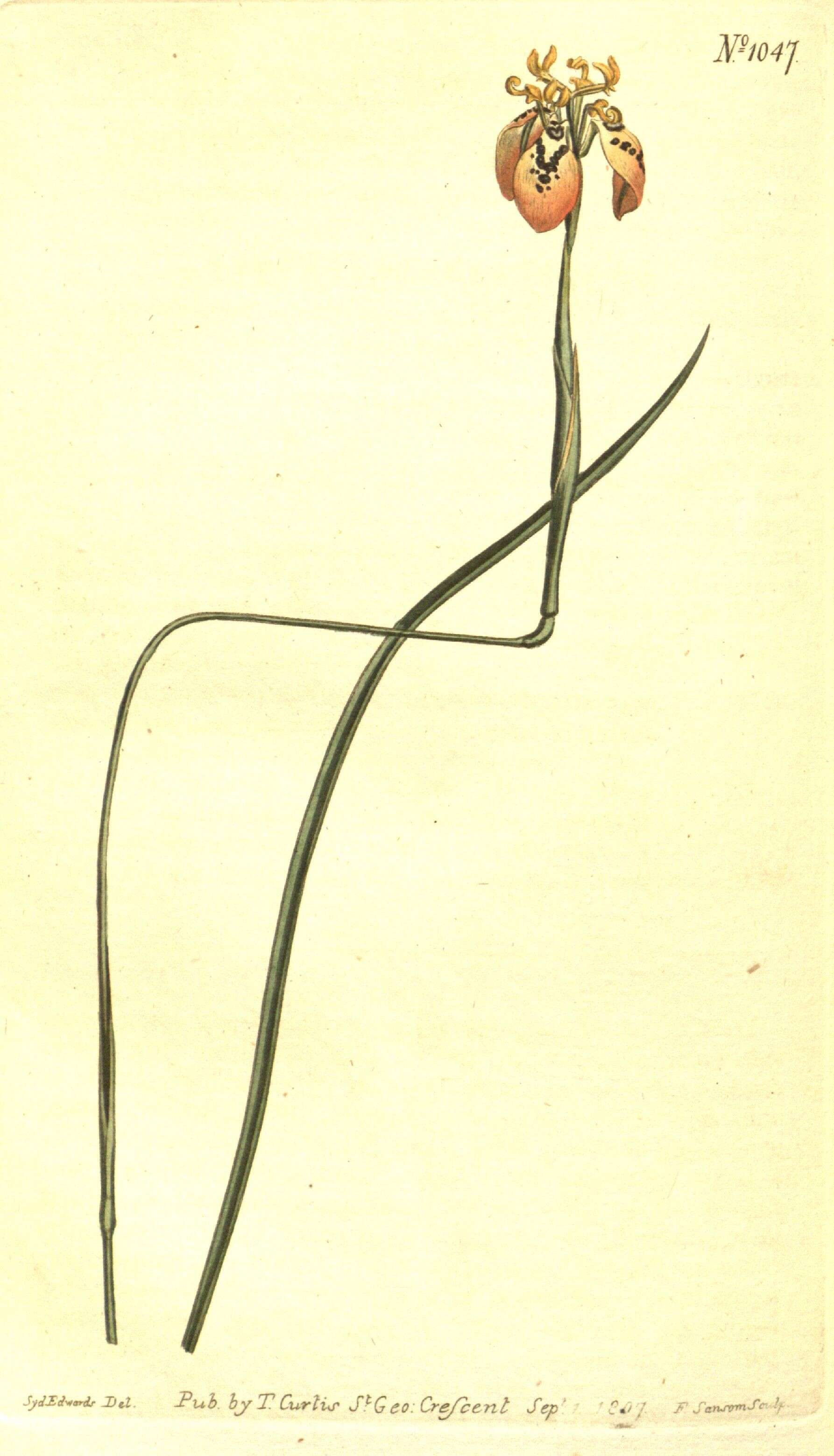 Image of Iridaceae