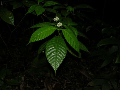 صورة Palicourea acuminata (Benth.) Borhidi