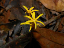 Image de Voyria kupperi (Suessenguth) P. Ruyters & P. J. M. Maas