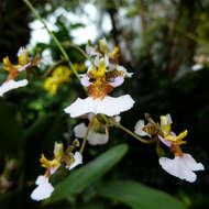 Image of Dancing-lady orchid