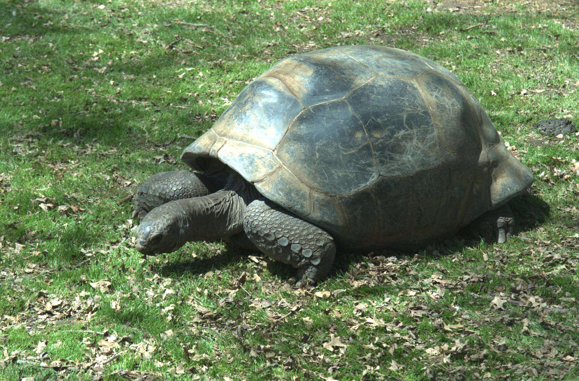 Image of Aldabrachelys