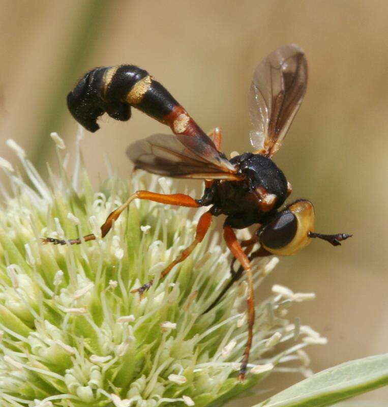 Image of Physocephala