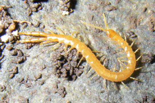 Image of Common Cryptops