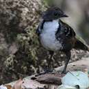 Image of Australian Logrunner