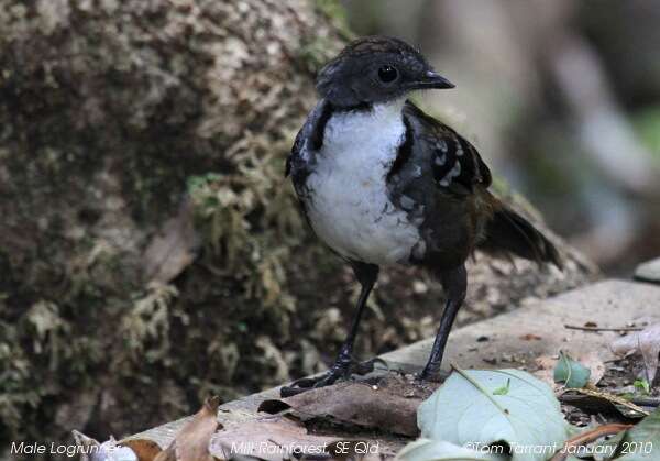 Image of Australian Logrunner